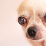 Chihuahua mit grauem Star