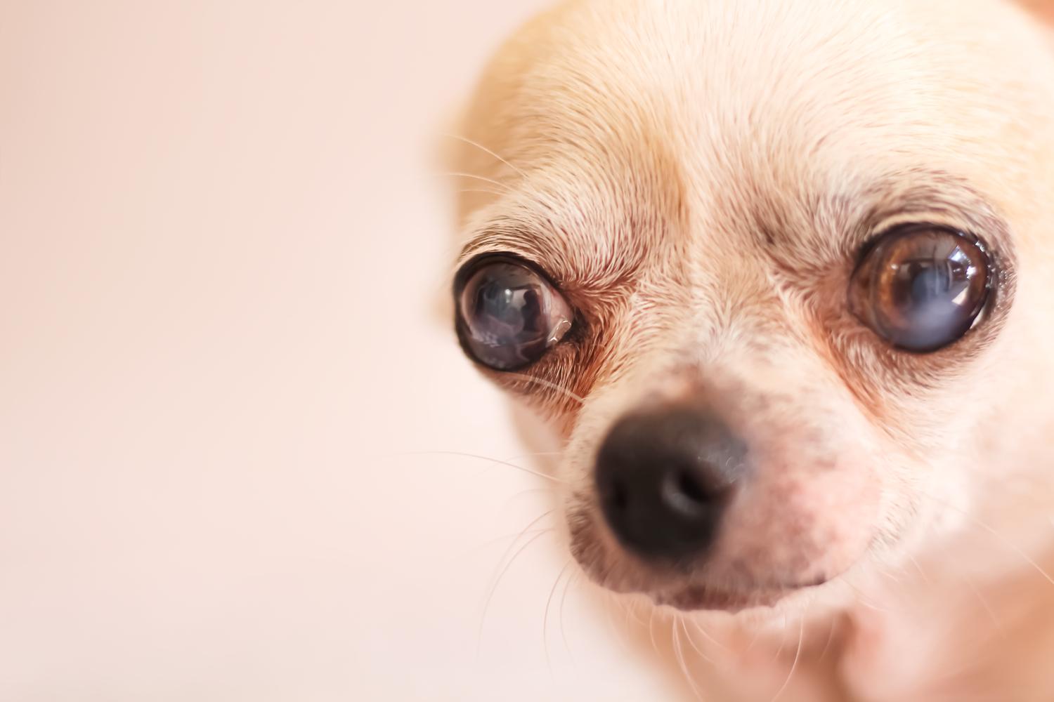Chihuahua mit grauem Star
