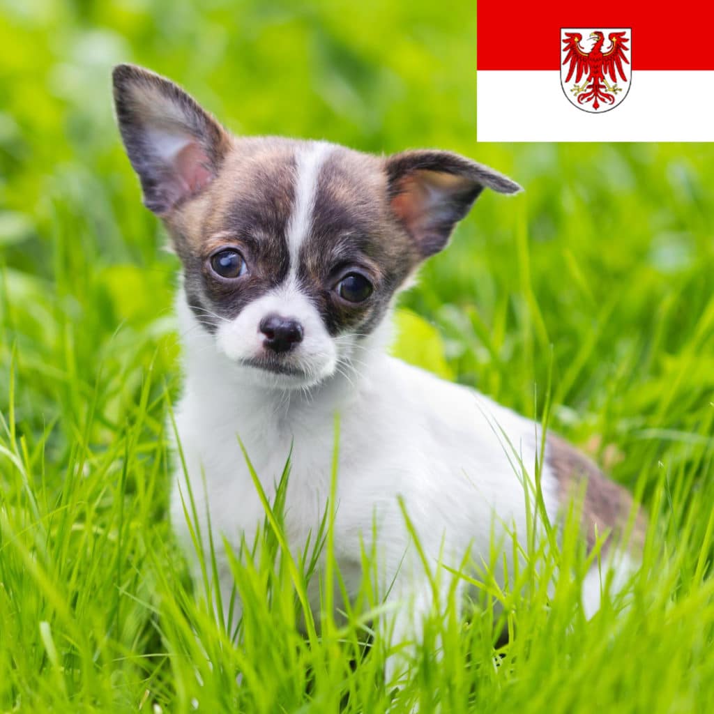 Chihuahua Züchter mit Welpen Brandenburg