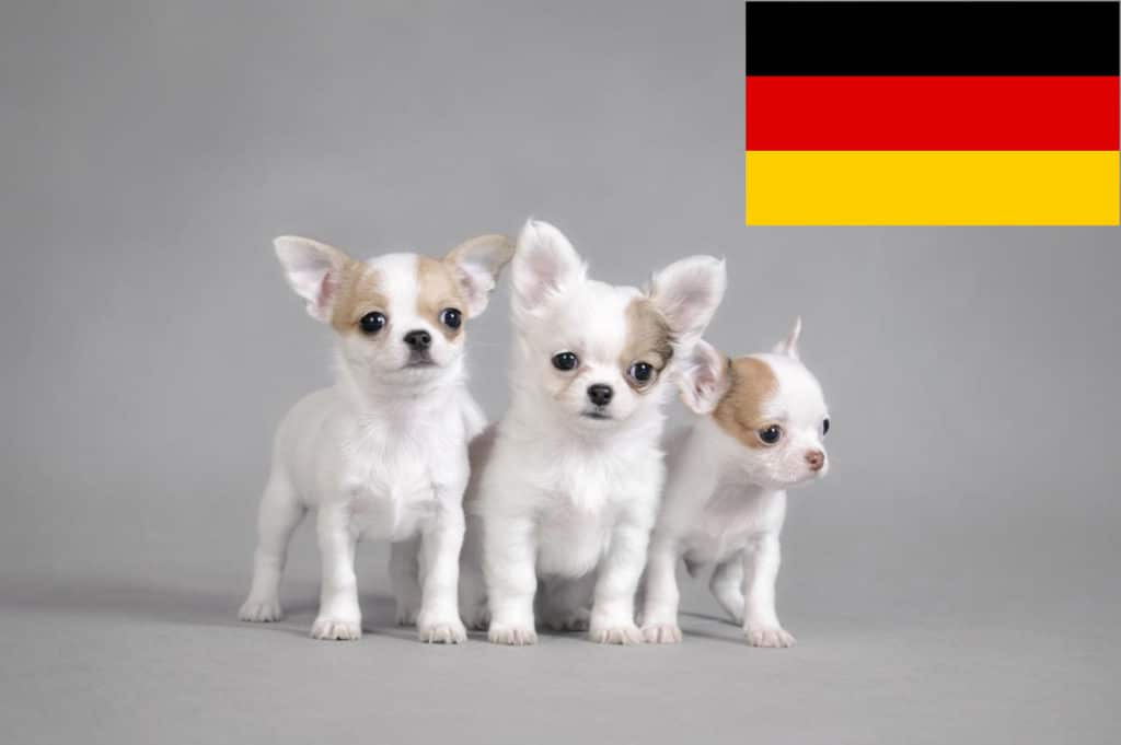 Chihuahua Züchter mit Welpen Deutschland