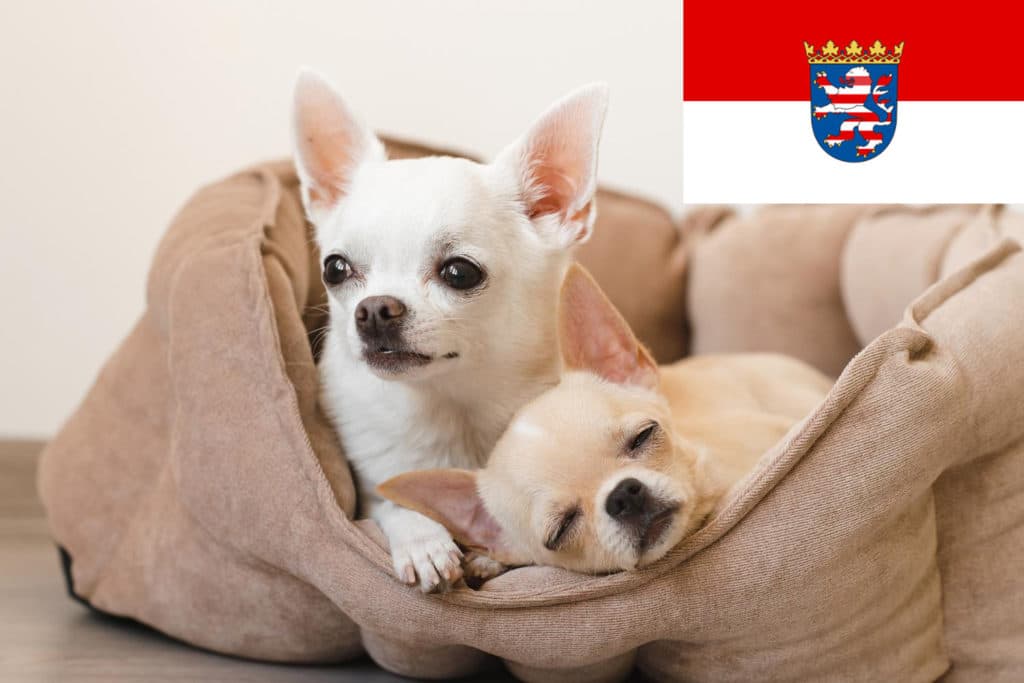 Chihuahua Züchter mit Welpen Hessen