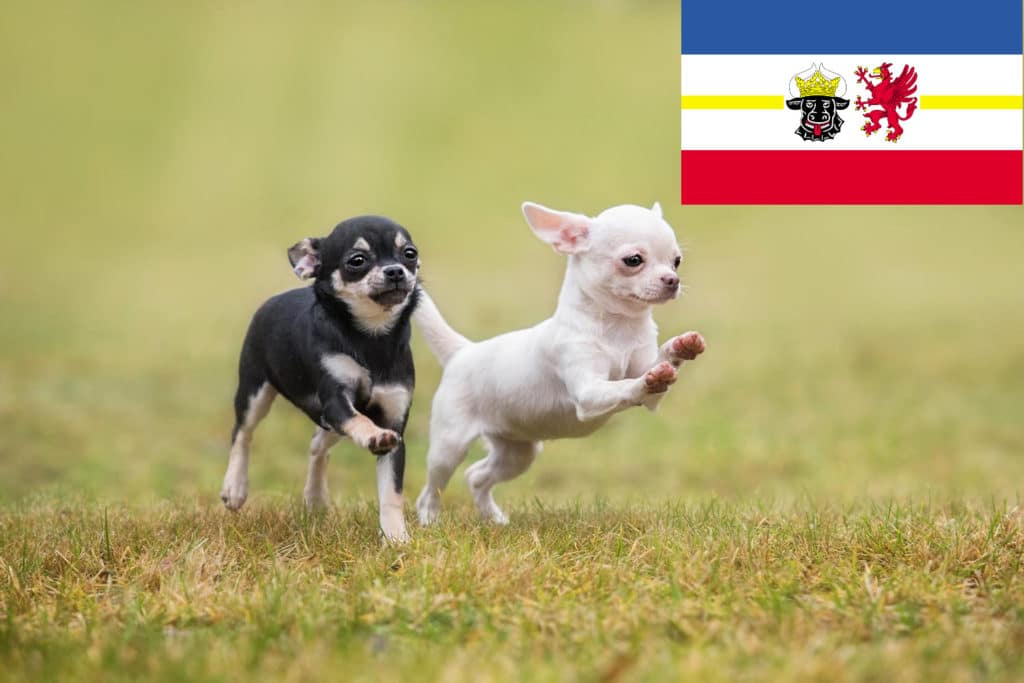 Chihuahua Züchter mit Welpen Mecklenburg-Vorpommern