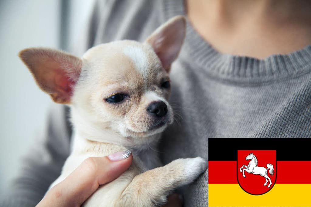 Chihuahua Züchter mit Welpen Niedersachsen