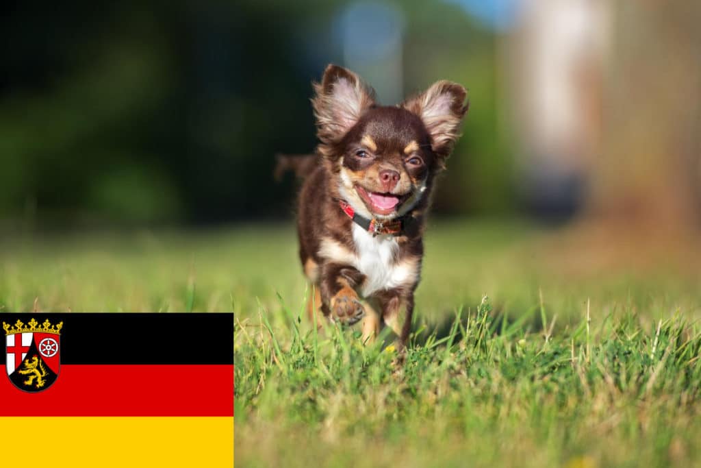 Chihuahua Züchter mit Welpen Rheinland-Pfalz