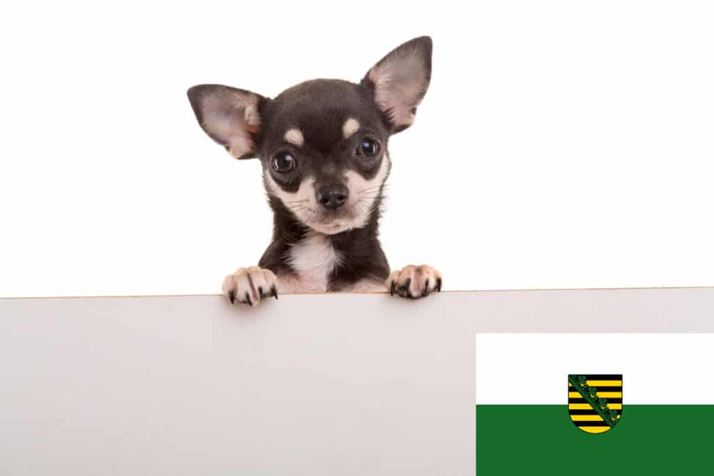 Chihuahua Züchter mit Welpen Sachsen