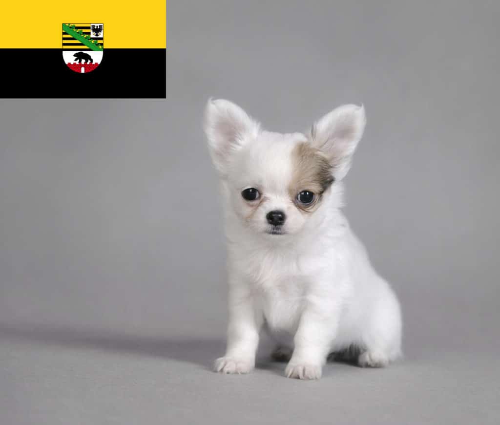 Chihuahua Züchter mit Welpen Sachsen-Anhalt