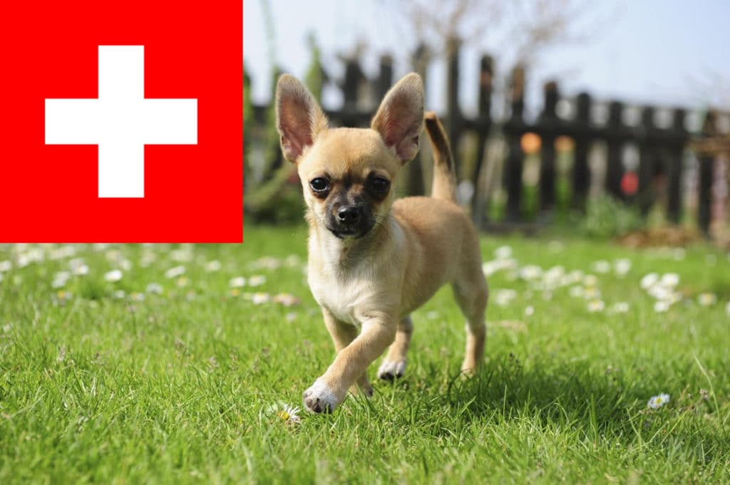 Chihuahua Züchter mit Welpen Schweiz