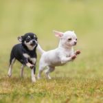 Gesunde Chihuahua Welpen