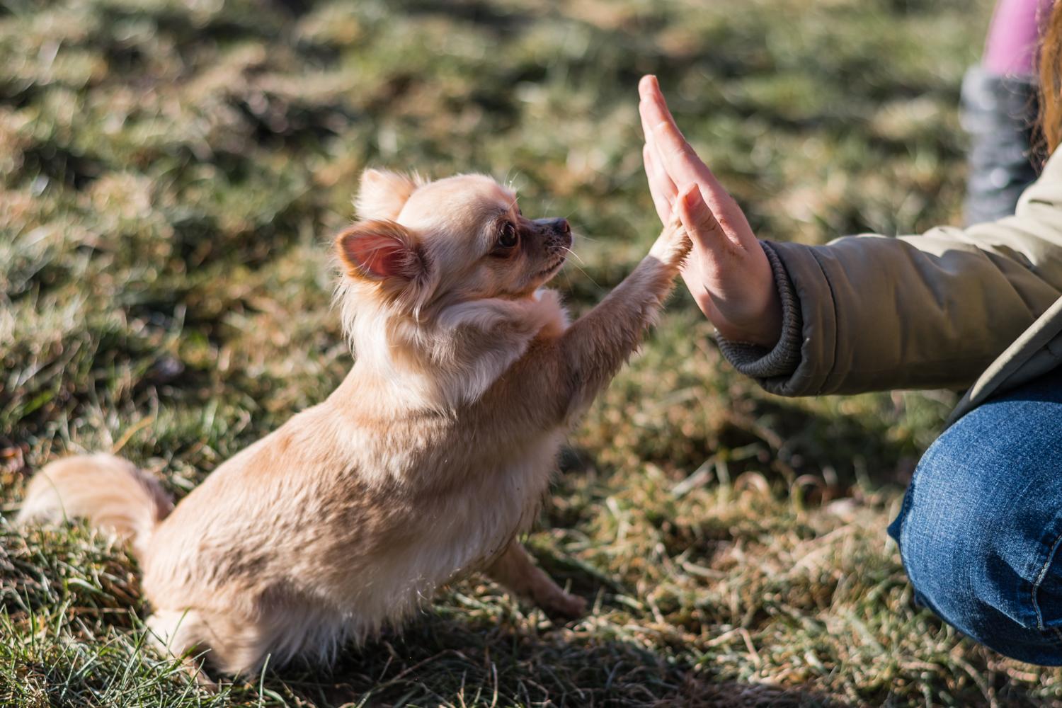 Chihuahua Erziehung - Tipps und Tricks