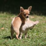 Chihuahua Deckrüde