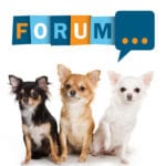Chihuahua Forum