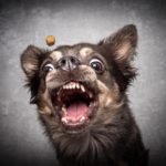 Chihuahua Futter und Ernährung