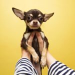 Chihuahua Kaufen - Was kostet ein Chihuahua wirklich?