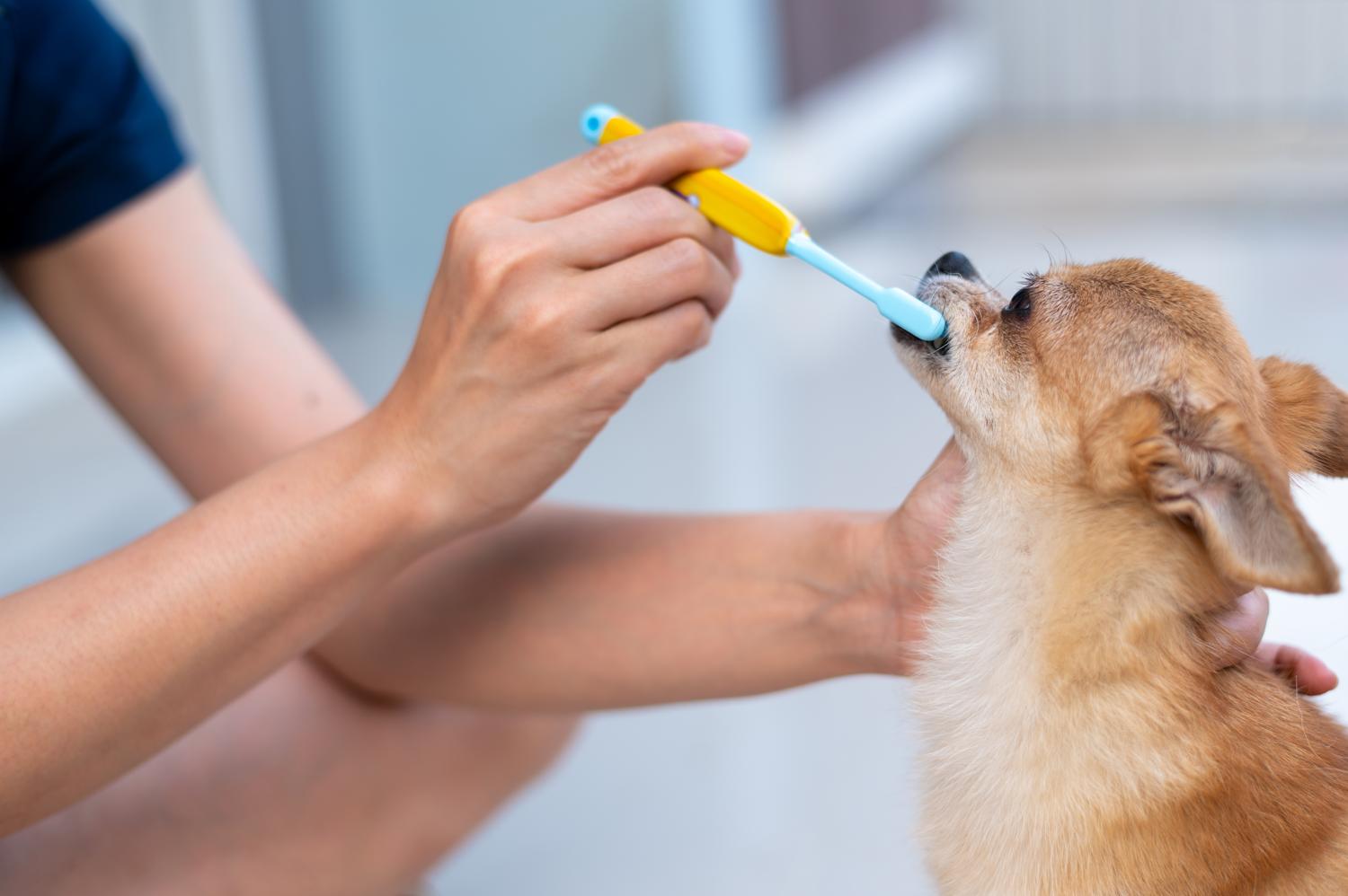 Chihuahua Pflege: hier Zähne putzen
