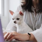 Suche den richtigen Chihuahua für Dich!