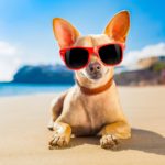Urlaub mit Chihuahua