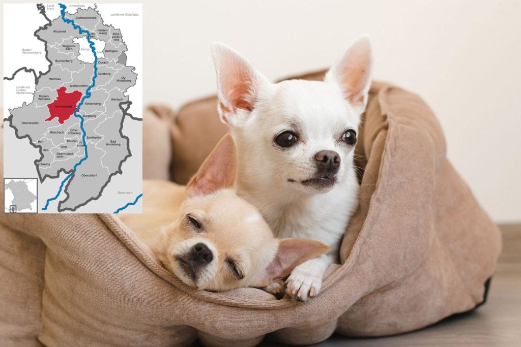 Chihuahua Züchter mit Welpen Allgäu, Bayern