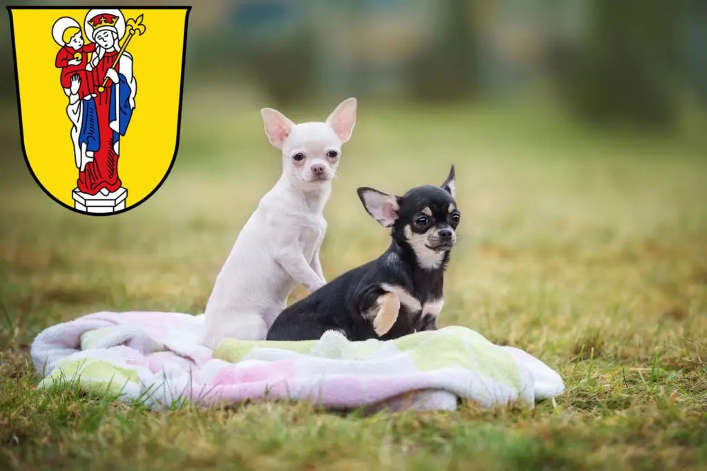 Chihuahua Züchter mit Welpen Altötting, Bayern