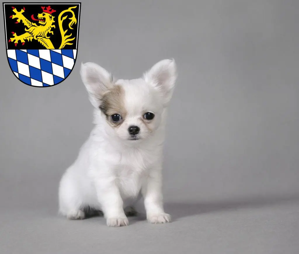 Chihuahua Züchter mit Welpen Amberg, Bayern