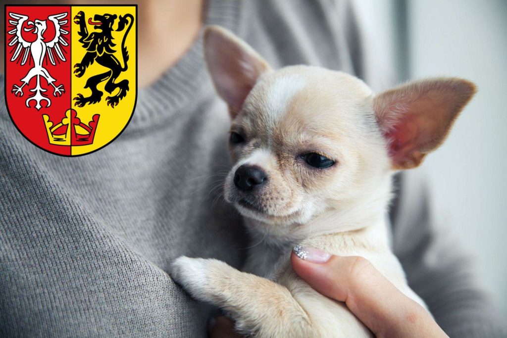 Chihuahua Züchter mit Welpen Bad Neuenahr-Ahrweiler, Rheinland-Pfalz