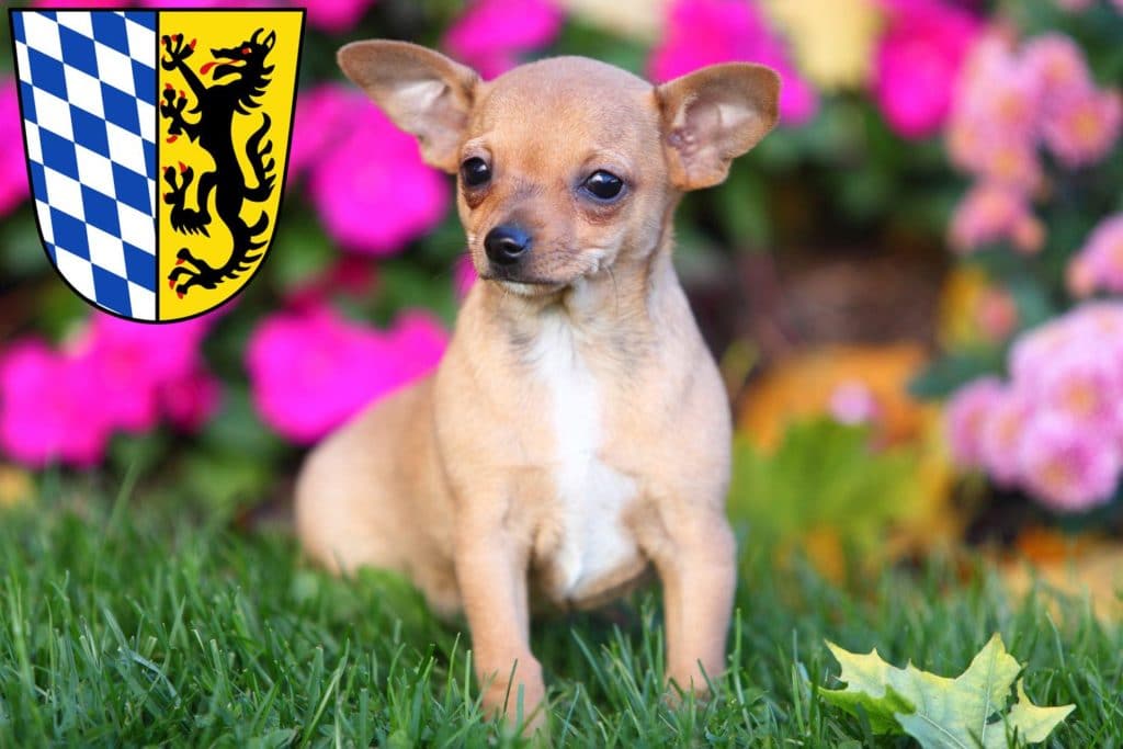 Chihuahua Züchter mit Welpen Bad Reichenhall, Bayern