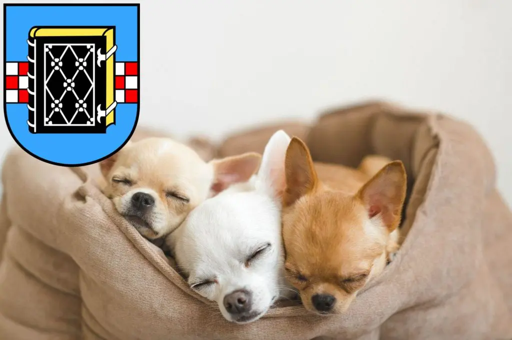 Chihuahua Züchter mit Welpen Bochum, Nordrhein-Westfalen