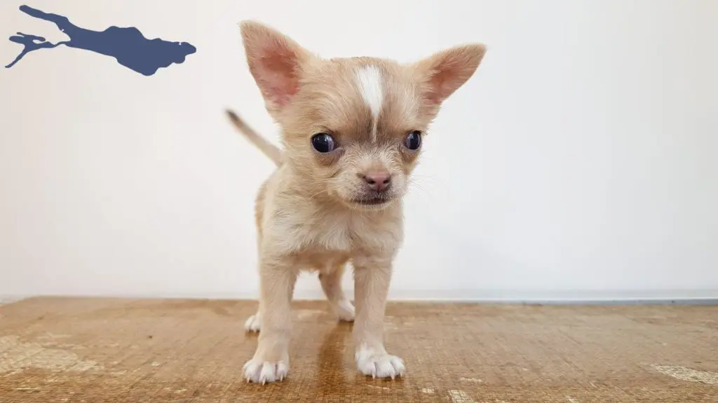 Chihuahua Züchter mit Welpen Bodensee, Baden-Württemberg