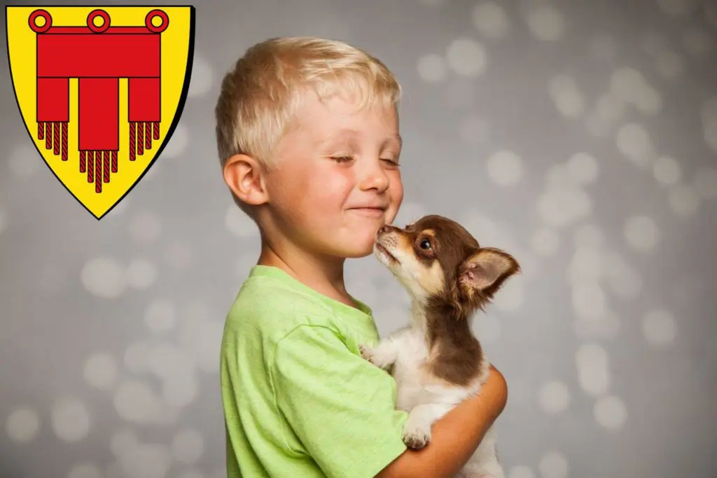 Chihuahua Züchter mit Welpen Böblingen, Baden-Württemberg