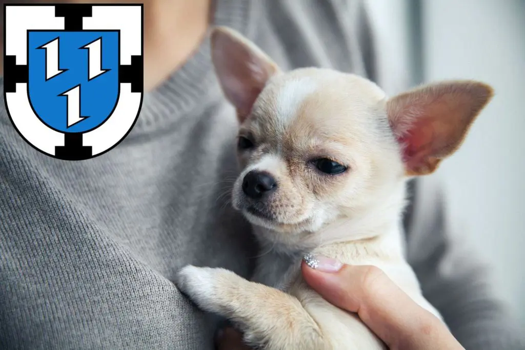 Chihuahua Züchter mit Welpen Bottrop, Nordrhein-Westfalen