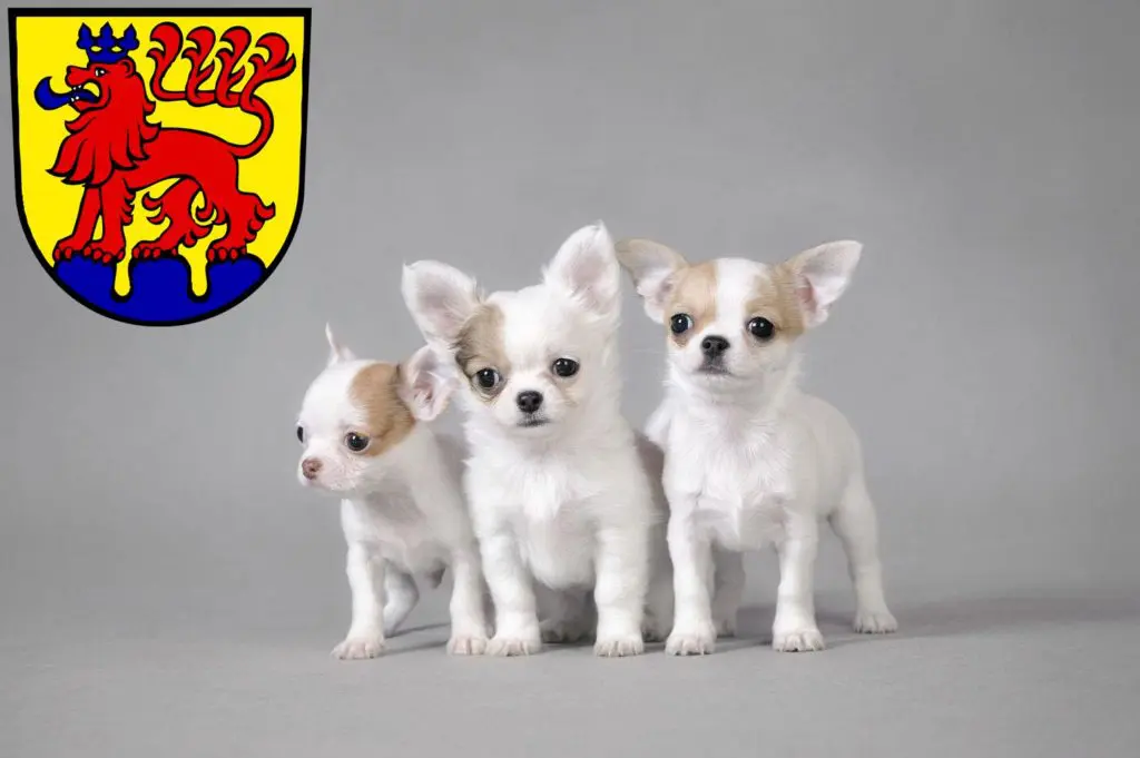 Chihuahua Züchter mit Welpen Calw, Baden-Württemberg