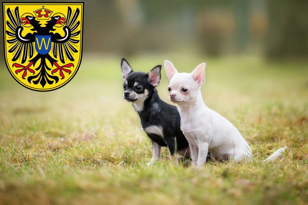 Chihuahua Züchter mit Welpen Donauwörth, Bayern