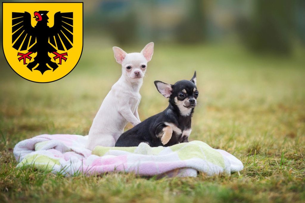 Chihuahua Züchter mit Welpen Dortmund, Nordrhein-Westfalen