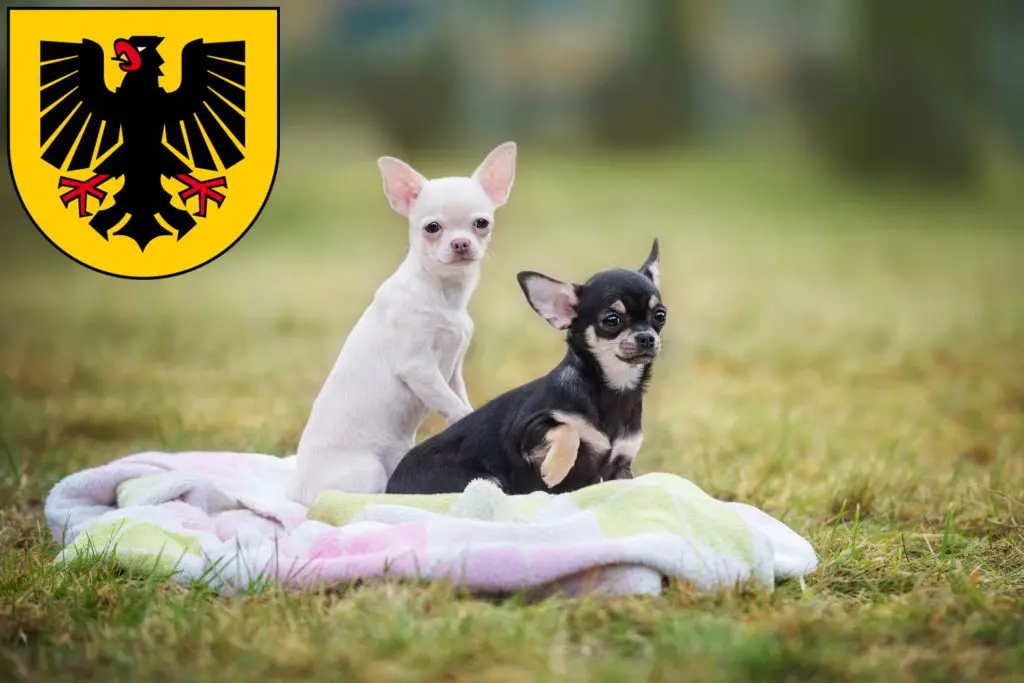 Chihuahua Züchter mit Welpen Dortmund, Nordrhein-Westfalen