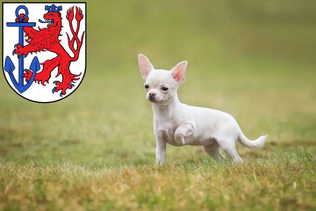 Chihuahua Züchter mit Welpen Düsseldorf, Nordrhein-Westfalen