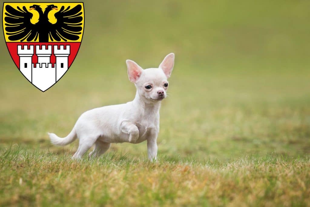 Chihuahua Züchter mit Welpen Duisburg, Nordrhein-Westfalen