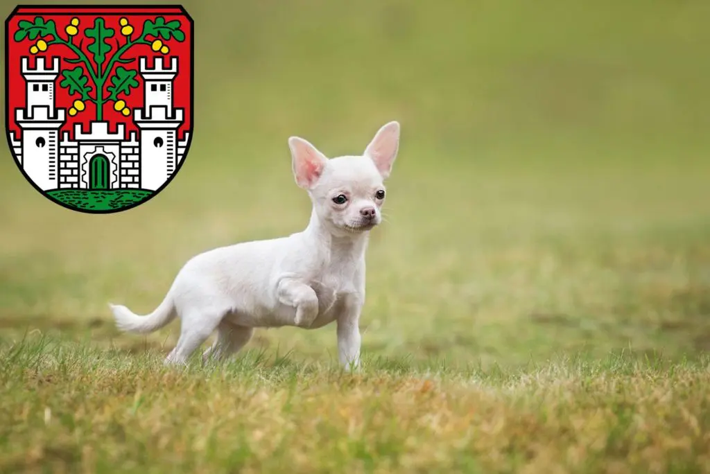 Chihuahua Züchter mit Welpen Eichstätt, Bayern