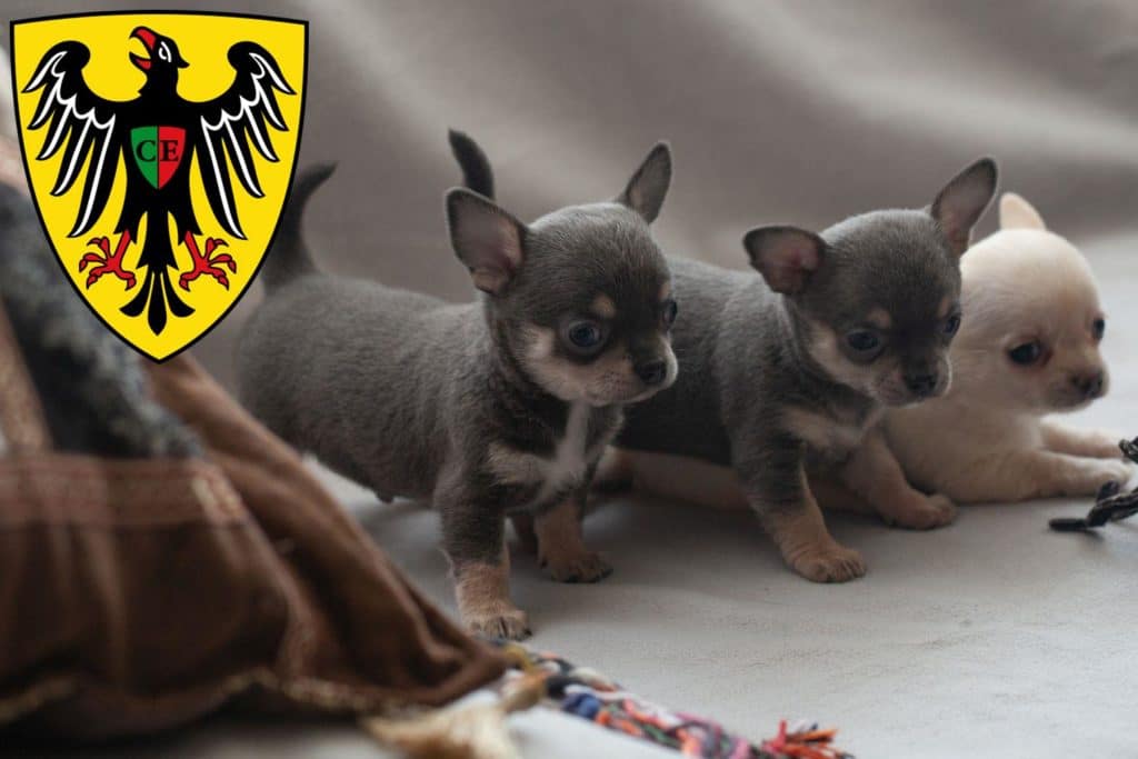 Chihuahua Züchter mit Welpen Esslingen am Neckar, Baden-Württemberg