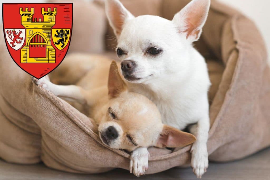 Chihuahua Züchter mit Welpen Euskirchen, Nordrhein-Westfalen