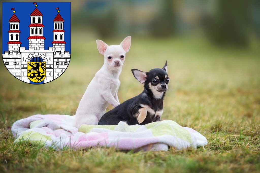 Chihuahua Züchter mit Welpen Freiberg, Sachsen