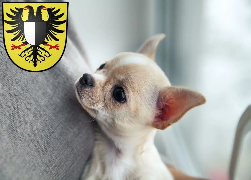 Chihuahua Züchter mit Welpen Friedberg (Hessen), Hessen