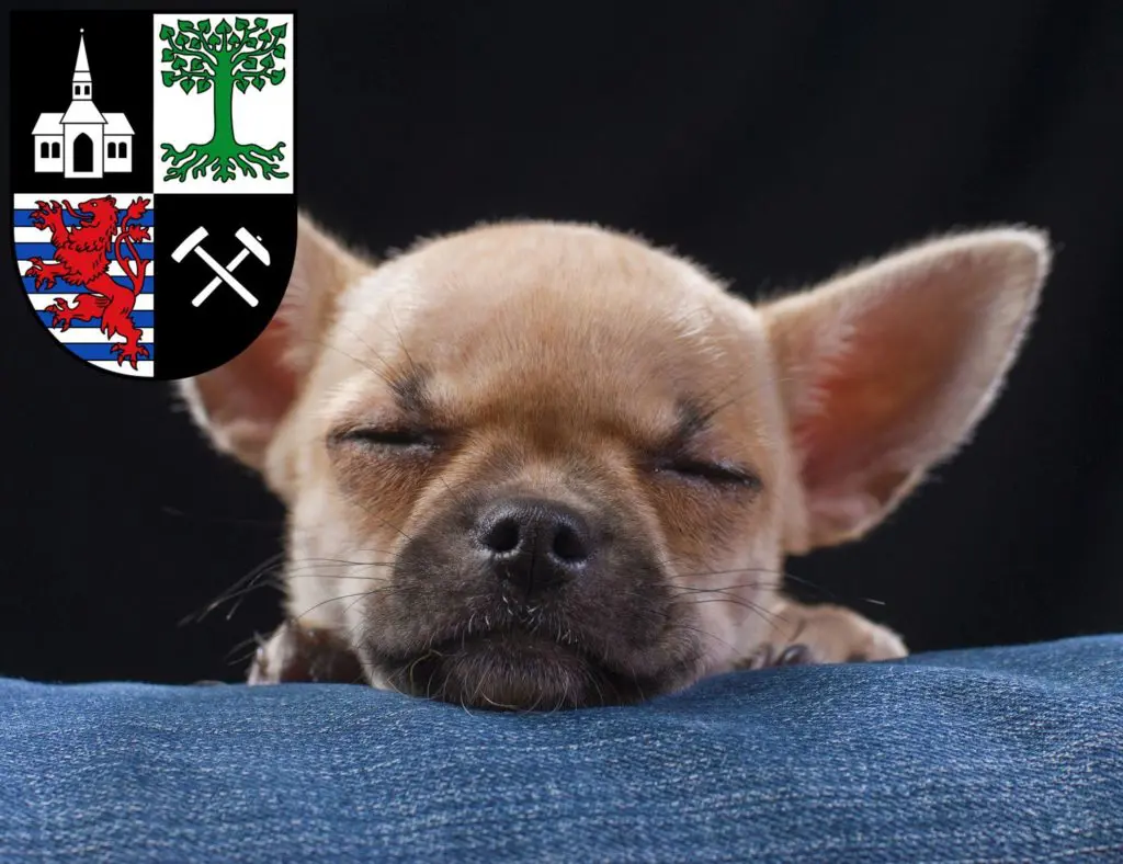 Chihuahua Züchter mit Welpen Gelsenkirchen, Nordrhein-Westfalen