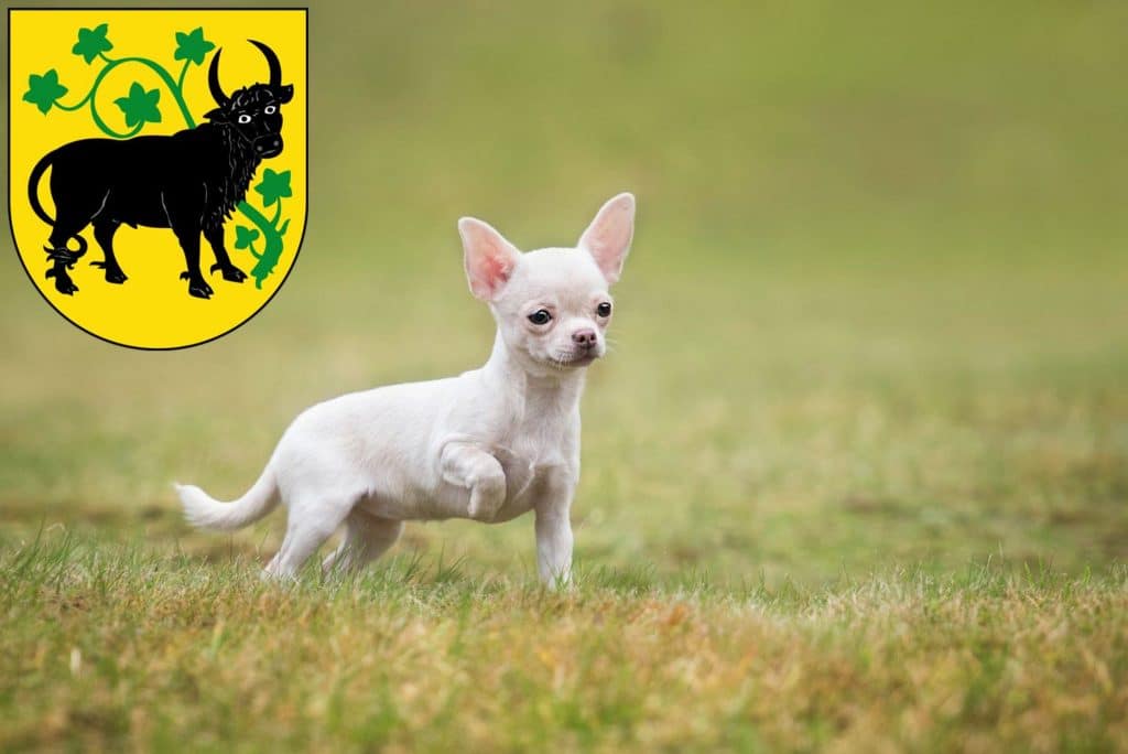 Chihuahua Züchter mit Welpen Güstrow, Mecklenburg-Vorpommern