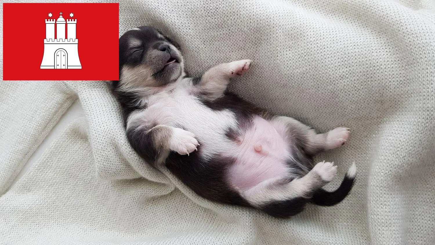Chihuahua Züchter und Welpen in Hamburg - ChihuahuaSeite.de