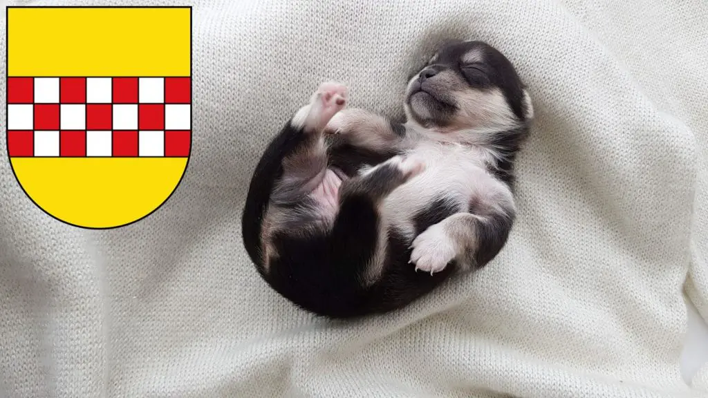 Chihuahua Züchter mit Welpen Hamm, Nordrhein-Westfalen