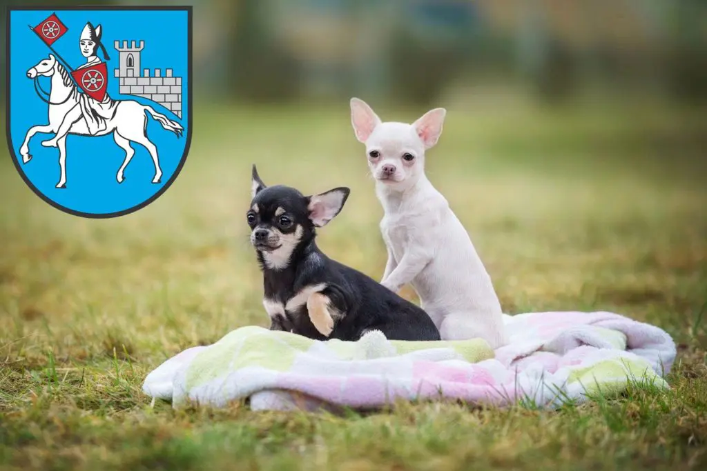 Chihuahua Züchter mit Welpen Heilbad Heiligenstadt, Thüringen