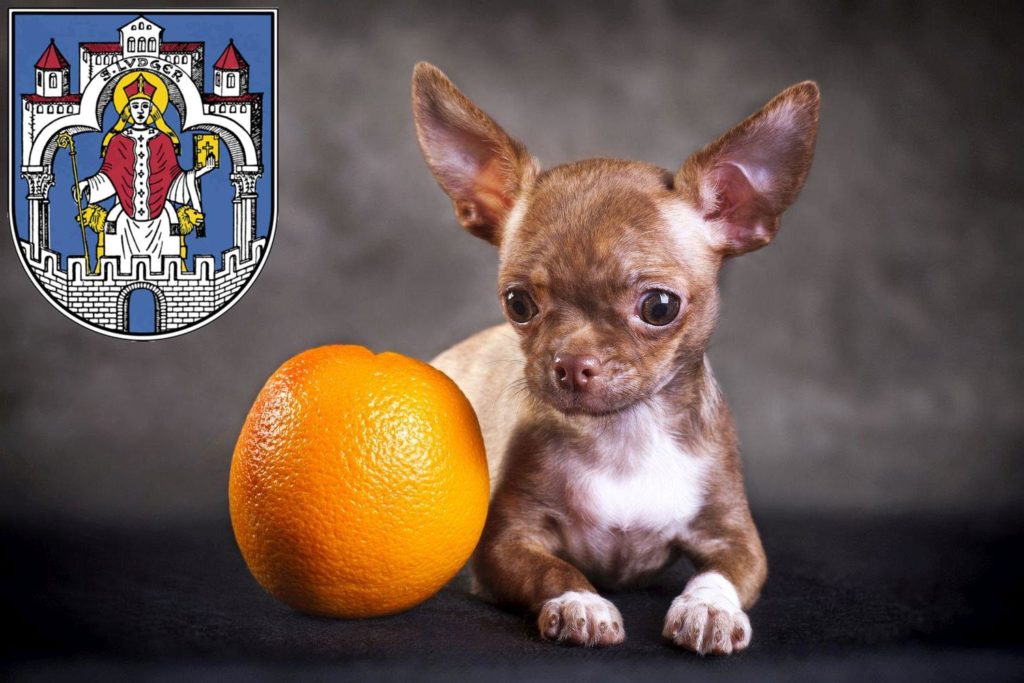 Chihuahua Züchter mit Welpen Helmstedt, Niedersachsen
