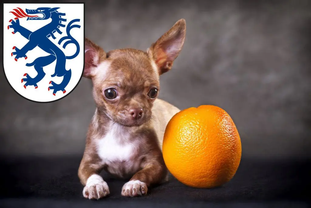 Chihuahua Züchter mit Welpen Ingolstadt, Bayern