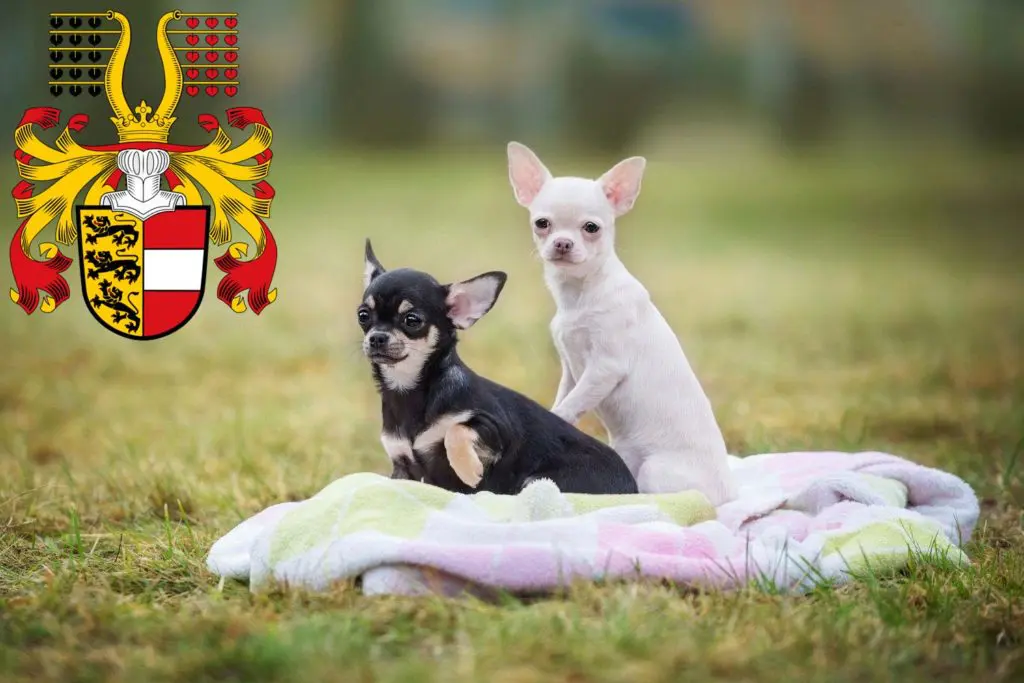 Chihuahua Züchter mit Welpen Kärnten, Österreich
