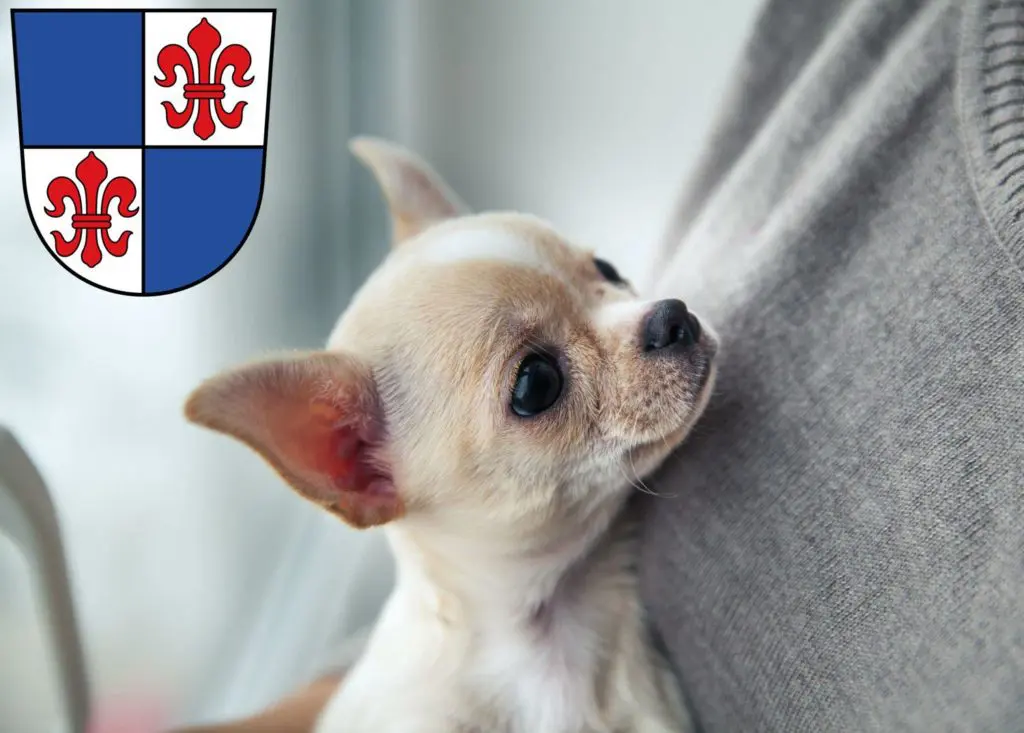 Chihuahua Züchter mit Welpen Karlstadt, Bayern