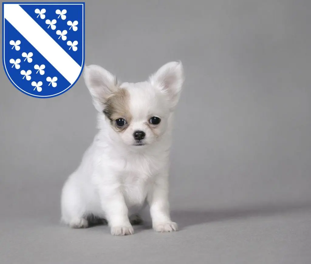 Chihuahua Züchter mit Welpen Kassel, Hessen